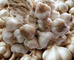 Kastamonu Taşköprü Sarımsağı(1000gr)